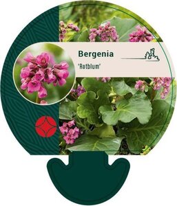 Bergenia 'Rotblum' geen maat specificatie 0,55L/P9cm - afbeelding 2