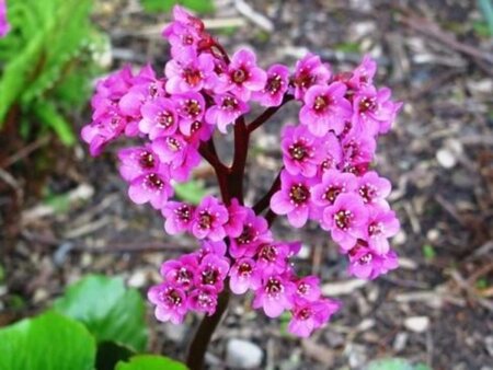 Bergenia 'Rotblum' geen maat specificatie 0,55L/P9cm - afbeelding 1