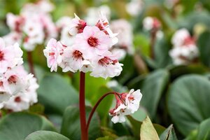 Bergenia 'Silberlicht' geen maat specificatie 0,55L/P9cm - afbeelding 1