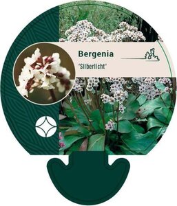 Bergenia 'Silberlicht' geen maat specificatie 0,55L/P9cm - afbeelding 2