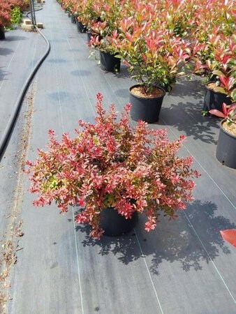 Berberis thunb. 'Admiration' 30-40 cm cont. 10L