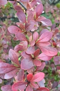 Berberis thunb. 'Atropurpurea Nana' 20-25 cm cont. 3,0L - afbeelding 2