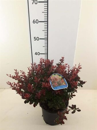 Berberis thunb. 'Atropurpurea Nana' 25-30 cm cont. 2,0L - afbeelding 1