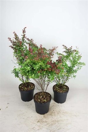 Berberis thunb. 'Atropurpurea' 40-60 cm cont. 7,5L - afbeelding 2