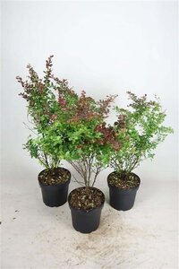 Berberis thunb. 'Atropurpurea' 40-60 cm cont. 7,5L - afbeelding 1