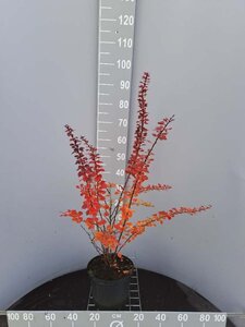 Berberis thunb. 'Atropurpurea' 60-80 cm cont. 5,0L