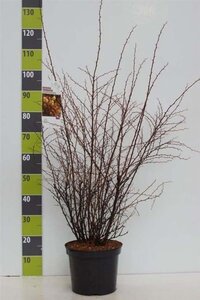 Berberis thunb. 'Atropurpurea' 60-80 cm cont. 7,5L - afbeelding 1