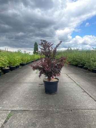 Berberis thunb. 'Atropurpurea' 60-80 cm cont. 7,5L - afbeelding 6