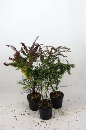 Berberis thunb. 'Atropurpurea' 60-80 cm cont. 7,5L - afbeelding 4