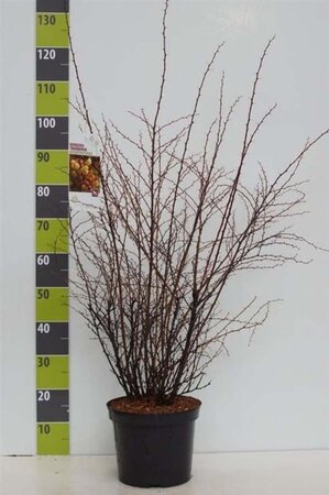 Berberis thunb. 'Atropurpurea' 60-80 cm cont. 7,5L - afbeelding 2