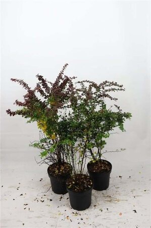 Berberis thunb. 'Atropurpurea' 60-80 cm cont. 7,5L - afbeelding 5