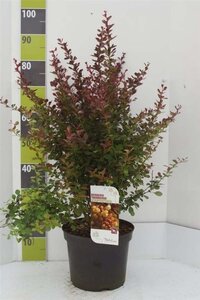 Berberis thunb. 'Atropurpurea' 60-80 cm cont. 7,5L - afbeelding 3