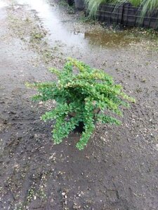 Berberis thunb. 'Green Carpet' 30-40 cm cont. 3,0L