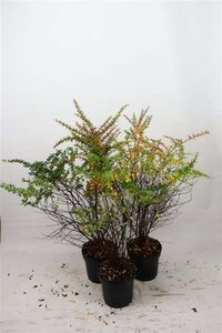 Berberis thunbergii 60-80 cm cont. 7,5L - afbeelding 3