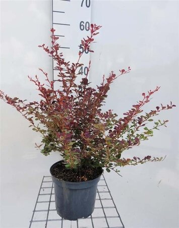 Berberis thunb. 'Rose Glow' 40-50 cm cont. 3,0L - afbeelding 6