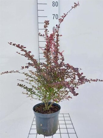 Berberis thunb. 'Rose Glow' 40-50 cm cont. 3,0L - afbeelding 7