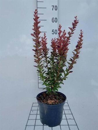 Berberis thunb. 'Red Rocket' 40-50 cm cont. 3,0L