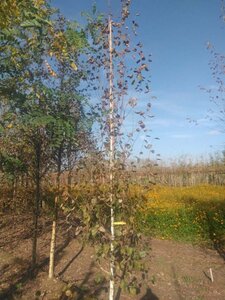 Betula utilis jacquemontii (= Doorenbos) 10-12 cm wortelgoed geveerd - afbeelding 6