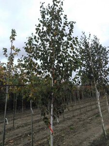 Betula utilis jacquemontii (= Doorenbos) 12-14 cm BR feathered 2 X V