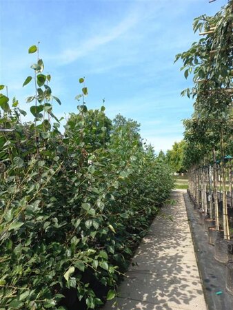 Betula utilis jacquemontii (= Doorenbos) 200-250 cm container meerstammig - afbeelding 1