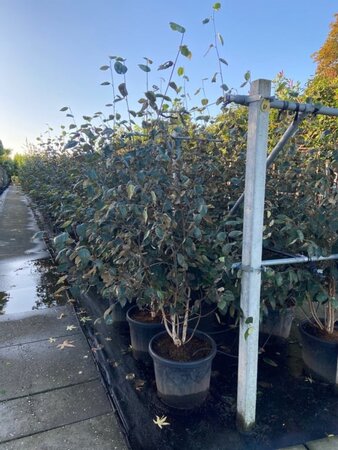 Betula utilis jacquemontii (= Doorenbos) 200-250 cm container multi-stem - image 2