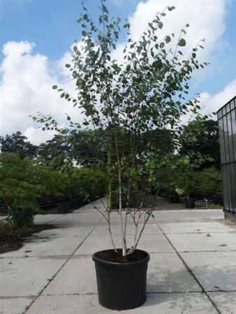 Betula utilis jacquemontii (= Doorenbos) 250-300 cm cont. 90L meerstammig - afbeelding 2