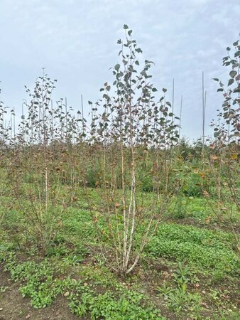 Betula utilis jacquemontii (= Doorenbos) 250-300 cm draadkluit meerstammig - afbeelding 1