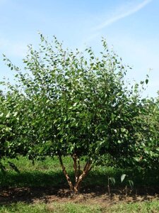 Betula utilis jacquemontii (= Doorenbos) 250-300 cm WRB multi-stem - image 2