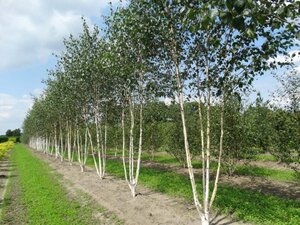 Betula utilis jacquemontii (= Doorenbos) 350-400 cm draadkluit meerstammig - afbeelding 1