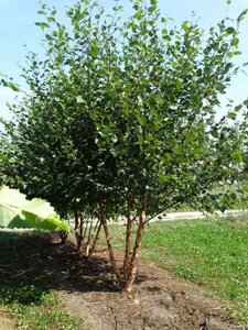 Betula utilis jacquemontii (= Doorenbos) 350-400 cm draadkluit meerstammig - afbeelding 2