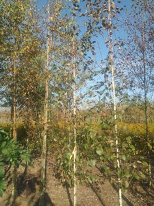 Betula utilis jacquemontii (= Doorenbos) 6-8 cm wortelgoed geveerd - afbeelding 3