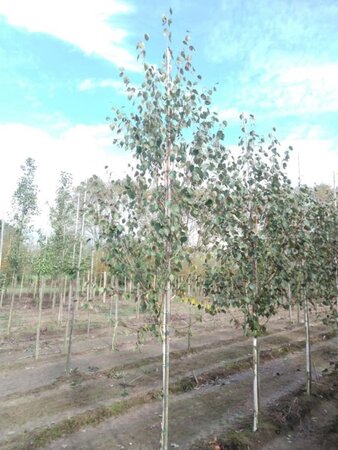 Betula utilis jacquemontii (= Doorenbos) 8-10 cm wortelgoed geveerd - afbeelding 3