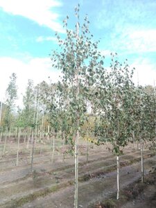 Betula utilis jacquemontii (= Doorenbos) 8-10 cm wortelgoed geveerd - afbeelding 3