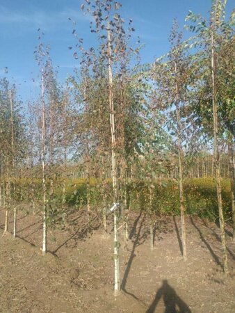 Betula utilis jacquemontii (= Doorenbos) 8-10 cm wortelgoed geveerd - afbeelding 5