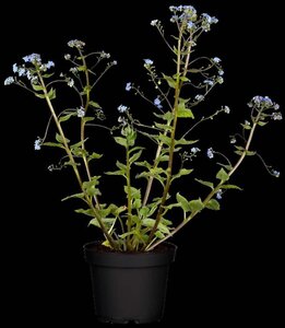 Brunnera macrophylla geen maat specificatie 0,55L/P9cm - afbeelding 1