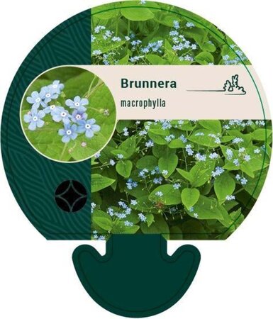 Brunnera macrophylla geen maat specificatie 0,55L/P9cm - afbeelding 5