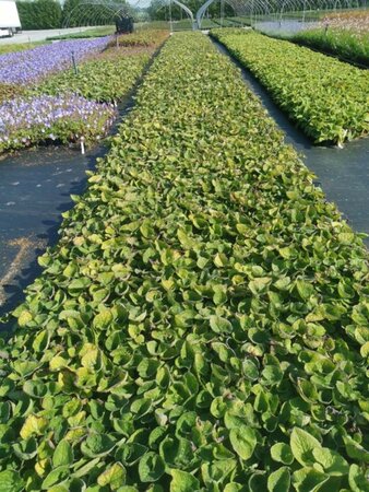 Brunnera macrophylla geen maat specificatie 0,55L/P9cm - afbeelding 8