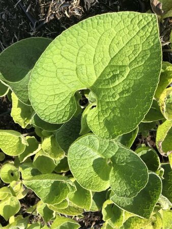 Brunnera macrophylla geen maat specificatie 0,55L/P9cm - afbeelding 2