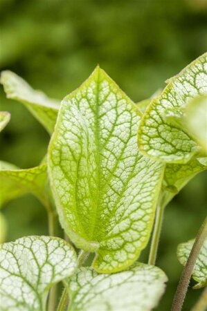 Brunnera macrophylla geen maat specificatie 0,55L/P9cm - afbeelding 3