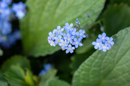 Brunnera macrophylla geen maat specificatie 0,55L/P9cm - afbeelding 4