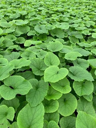 Brunnera macr. 'Betty Bowring' geen maat specificatie 0,55L/P9cm - image 3