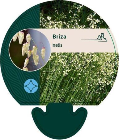 Briza media geen maat specificatie 0,55L/P9cm - afbeelding 4