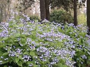 Brunnera macr. 'Hadspen Cream' geen maat specificatie 0,55L/P9cm - afbeelding 1