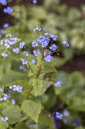 Brunnera macr. 'Hadspen Cream' geen maat specificatie 0,55L/P9cm - afbeelding 2