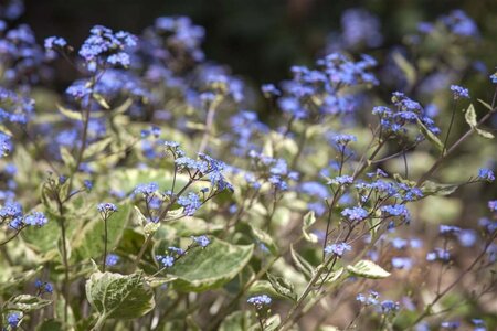 Brunnera macr. 'Hadspen Cream' geen maat specificatie 0,55L/P9cm - afbeelding 3