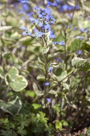 Brunnera macr. 'Hadspen Cream' geen maat specificatie 0,55L/P9cm - afbeelding 4