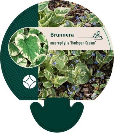 Brunnera macr. 'Hadspen Cream' geen maat specificatie 0,55L/P9cm - afbeelding 6