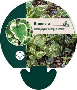 Brunnera macr. 'Hadspen Cream' geen maat specificatie 0,55L/P9cm - afbeelding 6