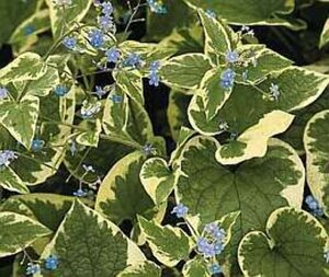 Brunnera macr. 'Hadspen Cream' geen maat specificatie 0,55L/P9cm - afbeelding 5