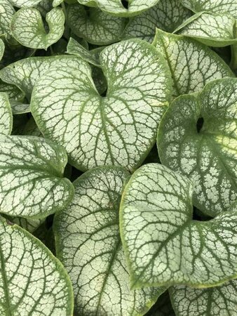 Brunnera macr. 'Jack Frost' geen maat specificatie 0,55L/P9cm - afbeelding 1